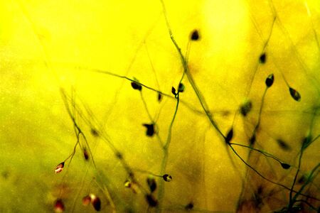 leaf background texture, mixed for adv or others purpose useの写真素材