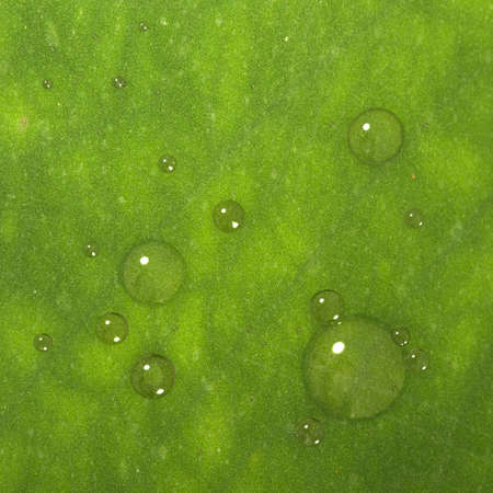 Green Leaf background with bubble for adv or others purpose use