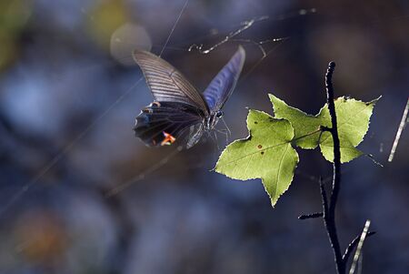 Butterfly on the plant for adv or others purpose useの写真素材