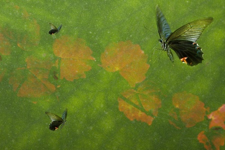 Beautiful butterfly background  for adv or others purpose use