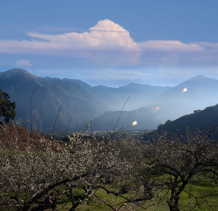  blossoming tree brunch with mountain for backgroundの写真素材