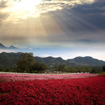 Green field with spring flowers and sun in blue skyの写真素材