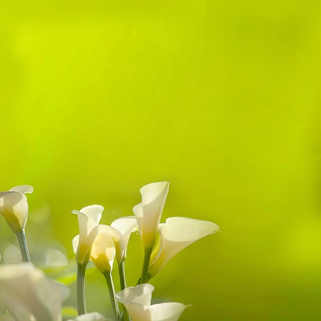 White Calla Lilies with nice light green backgroundの写真素材