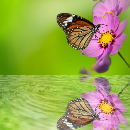 Butterfly on the flower with nice reflection for adv or others purpose useの写真素材