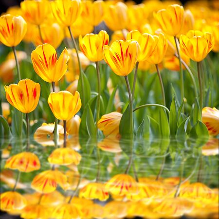 colorful tulips for adv or others purpose useの写真素材