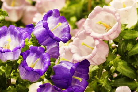Canterbury-bells  Campanula medium L  の写真素材