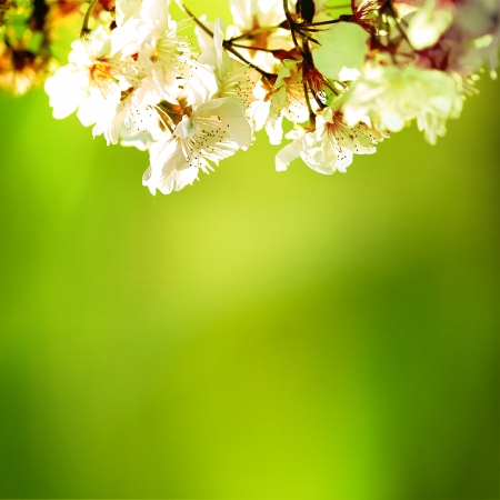 Spring Cherry blossoms in full bloomの写真素材