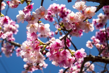Cherry blossomsの写真素材