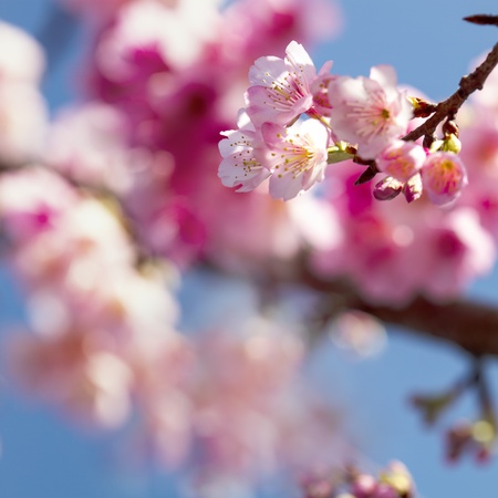 Cherry blossoms with nice background color for adv or others purpose useの写真素材