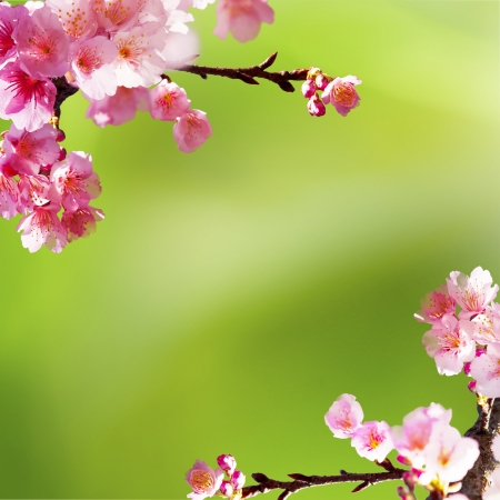 Sakura with nice background for adv or others purpose useの写真素材