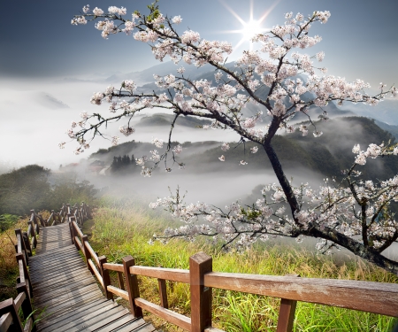 Sakura with nice backgroundの写真素材