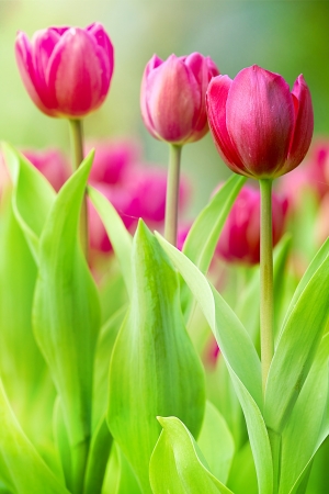 colorful tulips の写真素材
