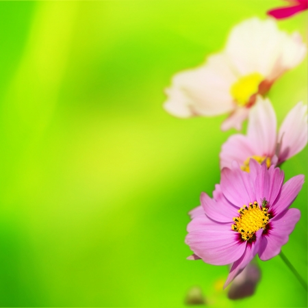 Beautiful Floral Border for adv or others purpose useの写真素材