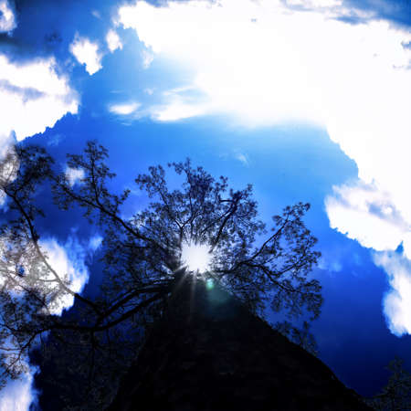 Up view on tree and clouds on blue skyの写真素材