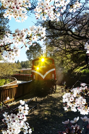 Alishan train and cherry for adv or others purpose useの写真素材
