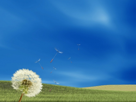 Dandelion with nice sky for adv or others purpose useの写真素材