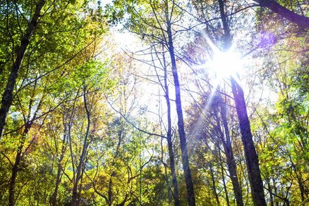 Autumn trees for adv or others purpose useの写真素材