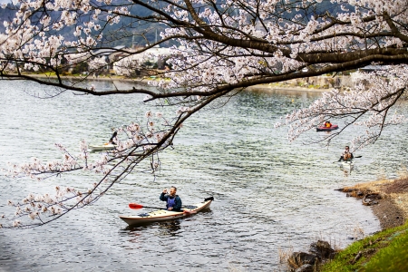 Haijin Osaki Sakura - Japan 2013, the Sea of Japan Tianjin Osaki cherry blossom season in Japan is very famous for its cherry blossoms every springのeditorial素材