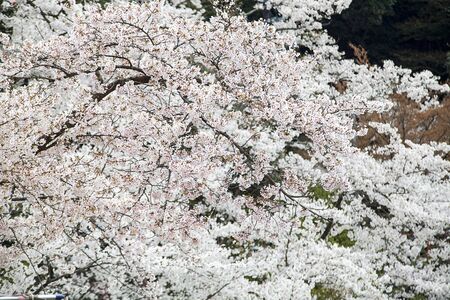 Nice sakura background for adv or others purpose use