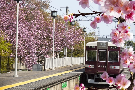 Japan Arashiyama - Japna 2013, Arashiyama Japan s well-known tourist area in the annual March-April...