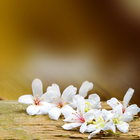 Fallen tung flowers for adv or others purpose useの写真素材