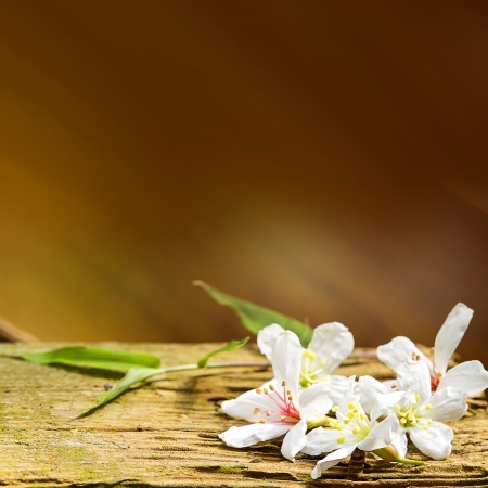 Fallen tung flowers for adv or others purpose useの写真素材
