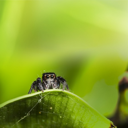Spider with nice green background for adv or others purpose useの写真素材