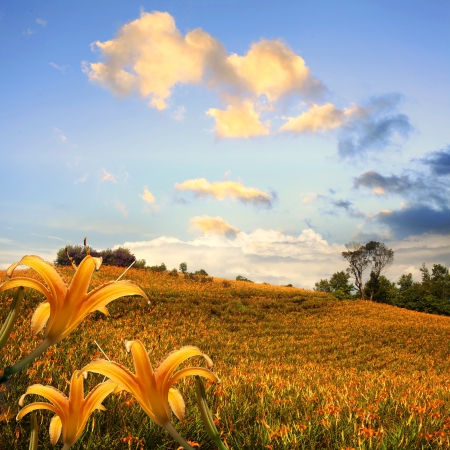 Daylily flower at sixty Stone Mountの写真素材