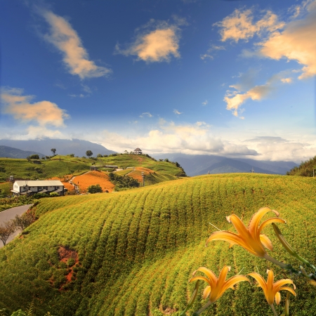 Daylily flower at sixty Stone Mountの写真素材