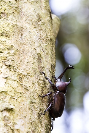 Beetle in Fraxinus suck sap for adv or others purpose use