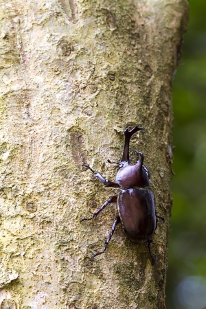 Beetle in Fraxinus suck sap for adv or others purpose use