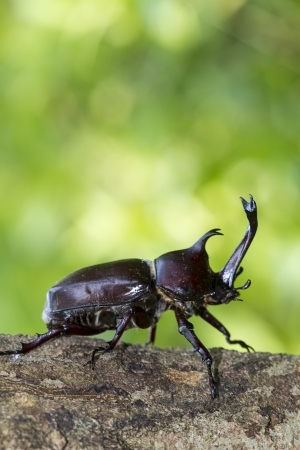 Beetle in Fraxinus suck sap for adv or others purpose useの写真素材