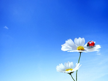 Ladybug with nice backgroundの写真素材