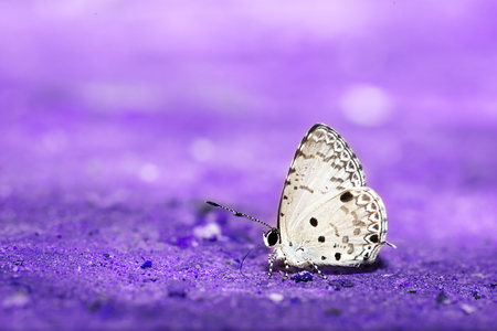 tropical butterfly for adv or others purpose useの写真素材