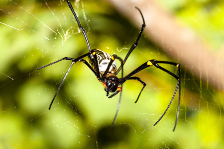 spider on leaf for adv or others purpose useの写真素材