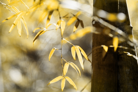 Bamboo  for adv or others purpose useの写真素材