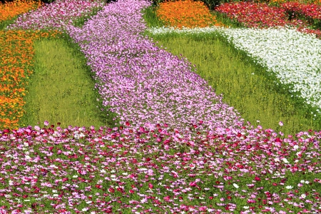 field of daisy flowers for adv or others purpose useの写真素材