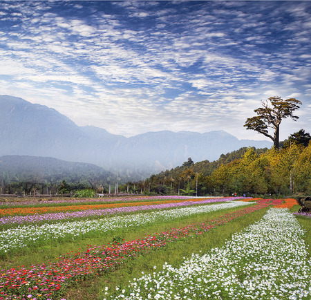 field of daisy flowers for adv or others purpose useの写真素材