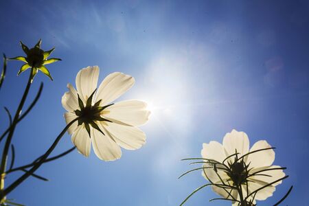 field of daisy flowers for adv or others purpose useの写真素材