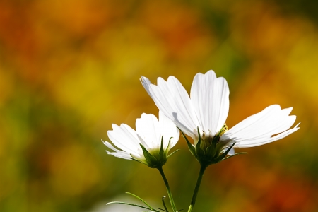 Beautiful Floral Border Flower designの写真素材