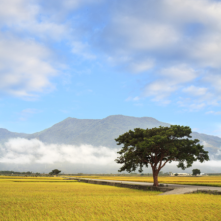 Beautiful paddy place for adv or others purpose useの写真素材