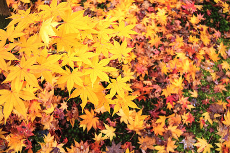 Autumn Japanese garden