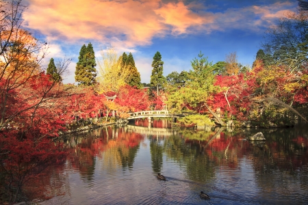 Autumn Japanese garden with maple in Kyoto,Japan