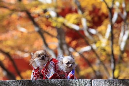 Beautiful dog with nice traditional Japaneses dressの写真素材