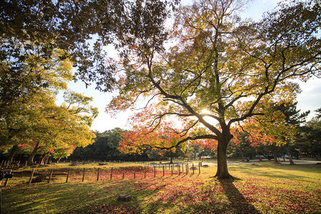 Beautiful  Maple in the fall for adv or others purpose use