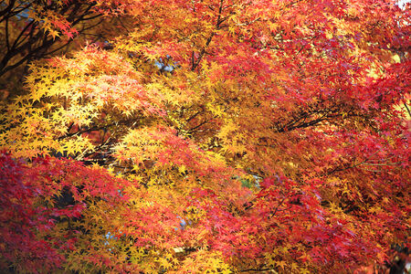 Beautiful maple season for adv or others purpose use