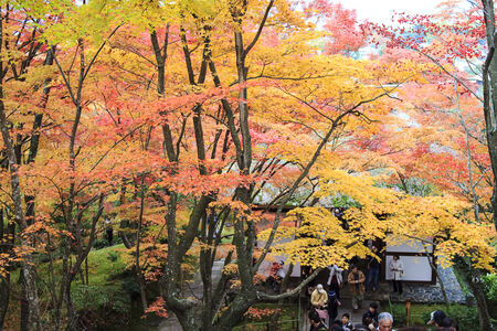 Autumn Japanese garden with maple