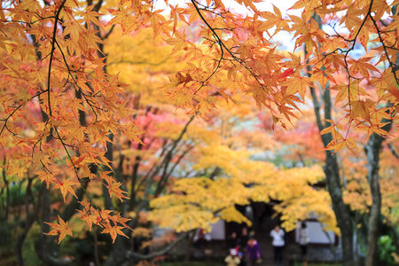 Autumn Japanese garden with maple