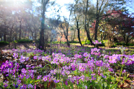 Flower with nice scenery