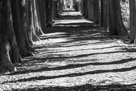 Beautiful green forest for adv or others purpose useの写真素材